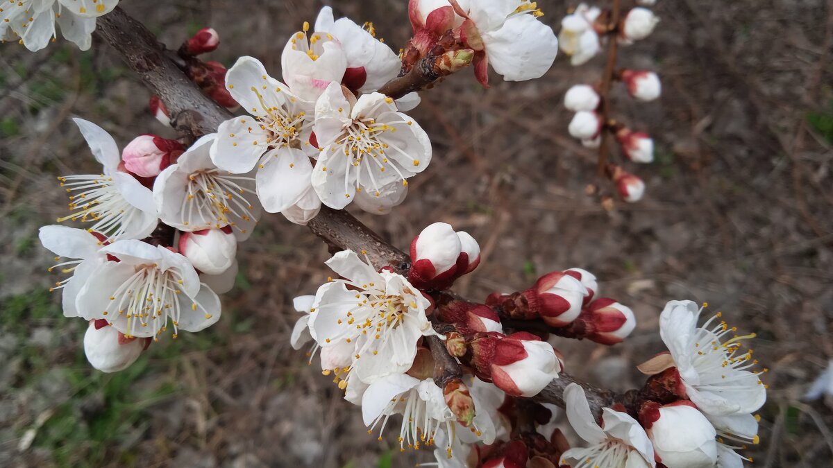 Апрель ! - Елена Шаламова