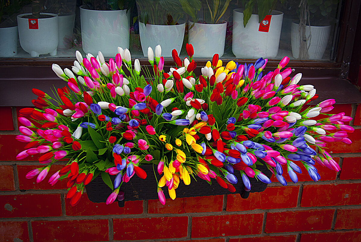 Детсадик тюльпанов - Владимир Кроливец