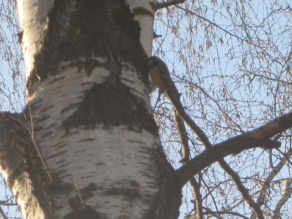 Синичка на берёзе - Дмитрий Никитин Синичка на берёзе - Дмитрий Никитин