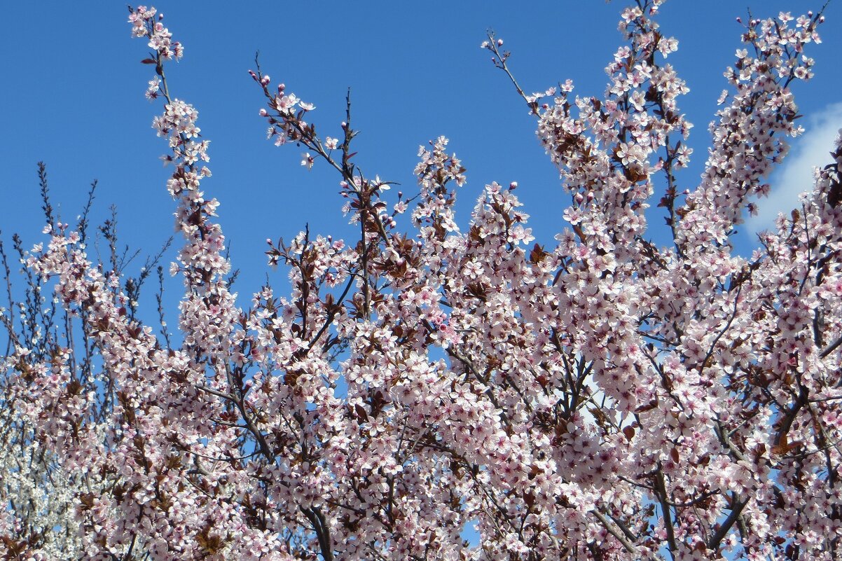 Весенние кружева - Татьяна Смоляниченко Весенние кружева - Татьяна Смоляниченко
