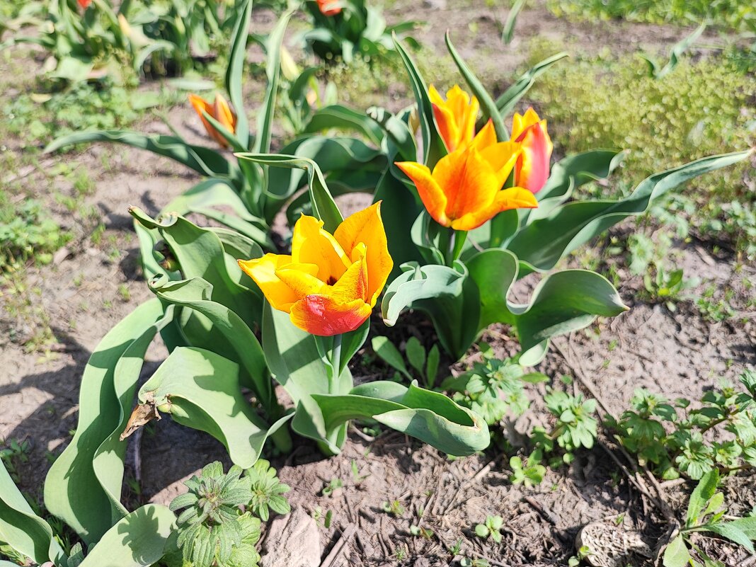 ... - Сергей Тимоновский ... - Сергей Тимоновский