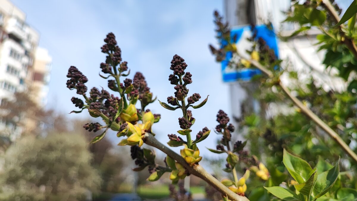 ... - Сергей Тимоновский ... - Сергей Тимоновский