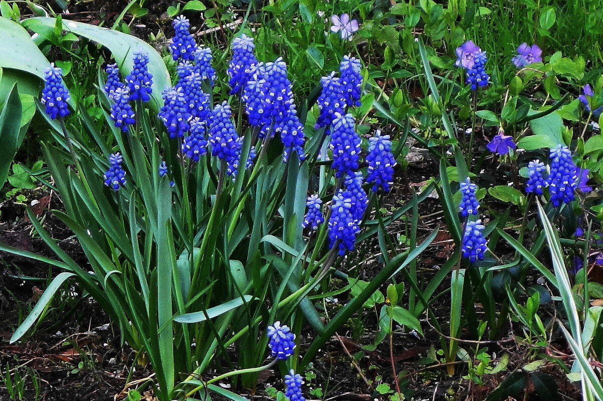 Мускари - Рита Симонова