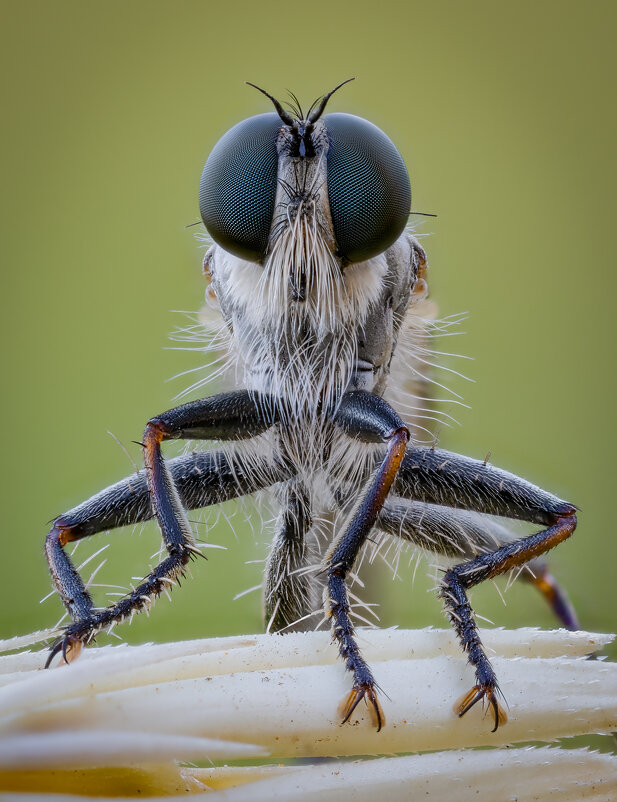 Ктырь.Портрет. - Александр Григорьев