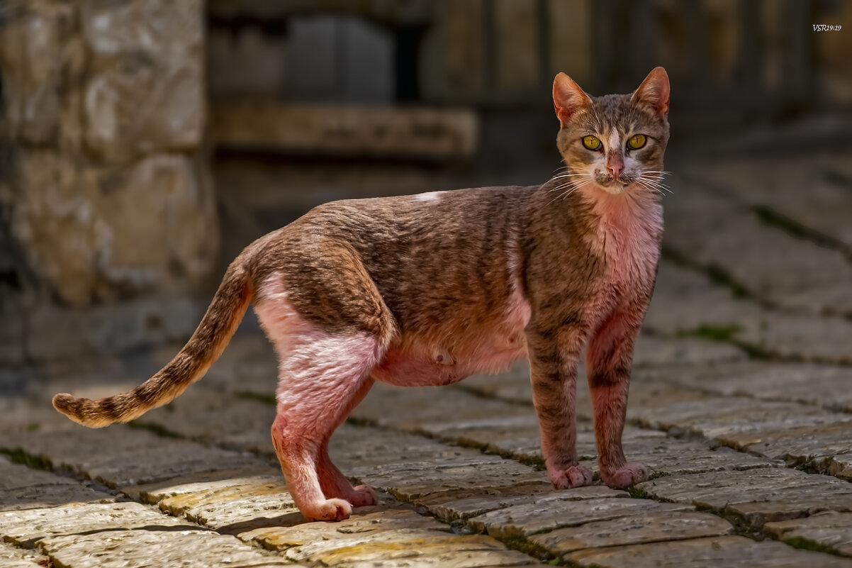 lilac point Felis catus - Shmual & Vika Retro