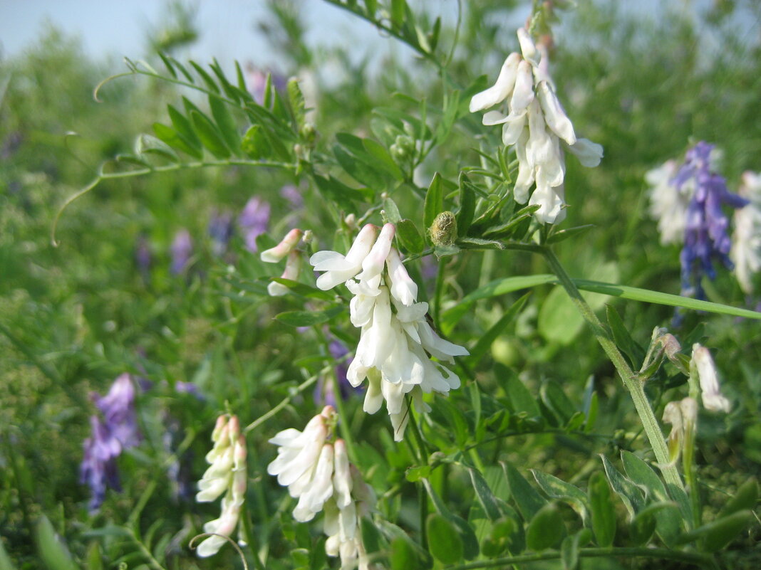 Мышиный горошек - Anna Ivanova