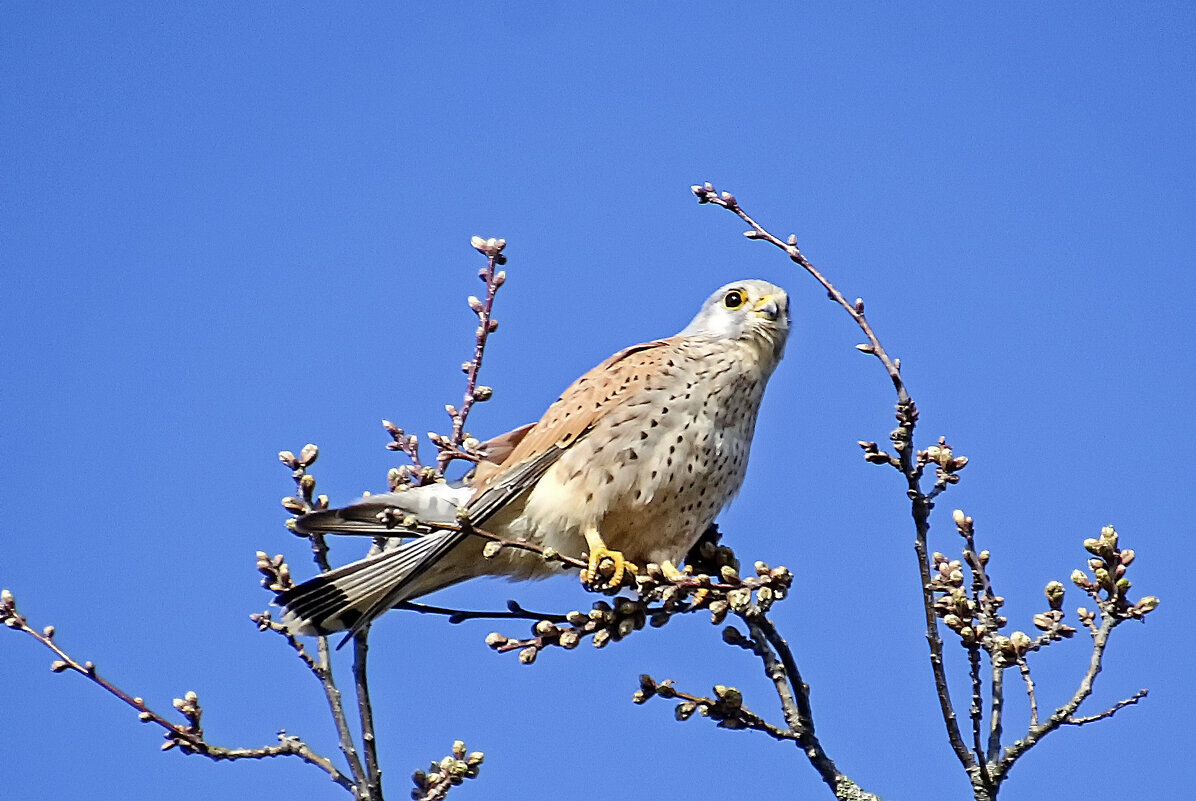 Пустельга - Андроник Александр 