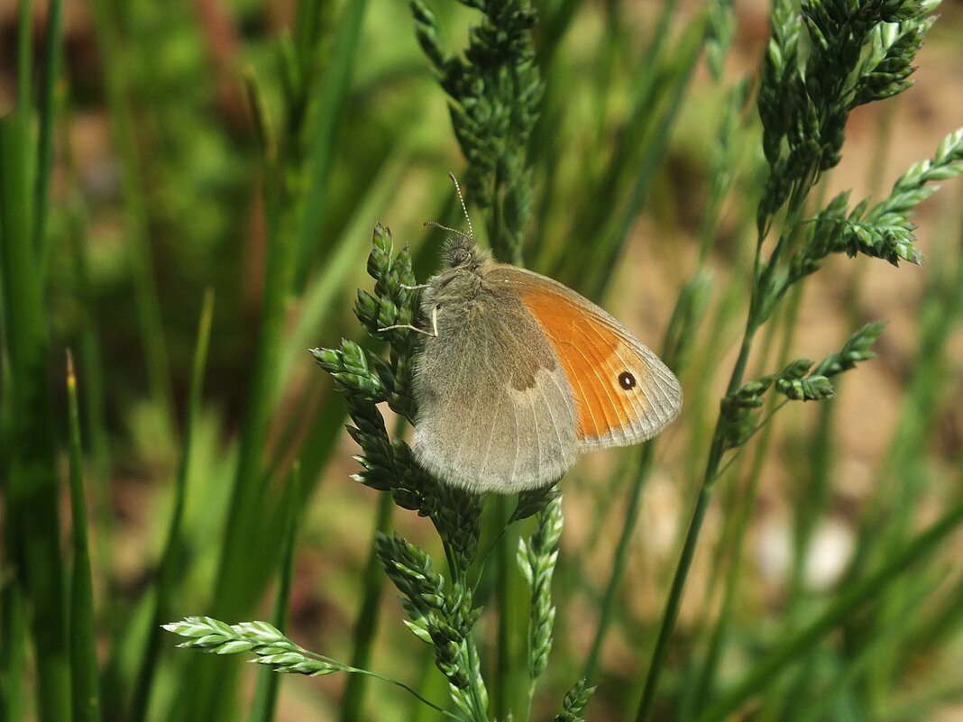 ** - Зоя Мишина ** - Зоя Мишина