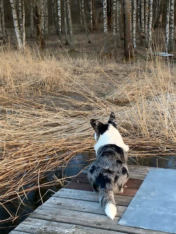 Чак на пирсе. - Ольга Довженко Чак на пирсе. - Ольга Довженко