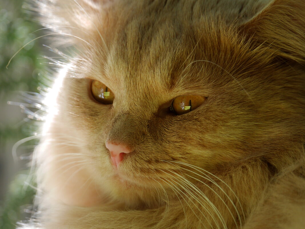 Портрет кота - Наталья Rosenwasser