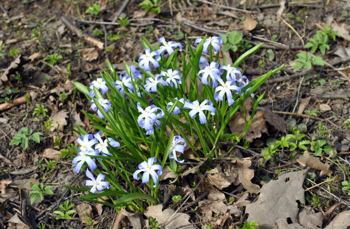 Возрождение - AleksSPb Лесниченко Возрождение - AleksSPb Лесниченко