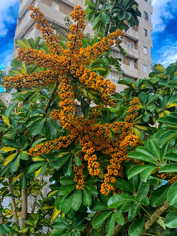 ШЕФФЛЕРА - Анатолий Малобродский ШЕФФЛЕРА - Анатолий Малобродский