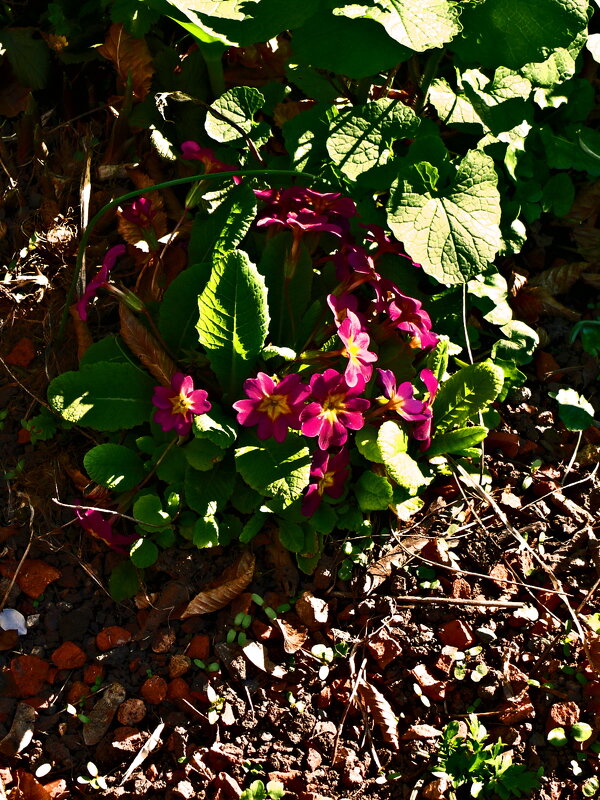 Весенние зарисовки 93 - Алексей Кузнецов