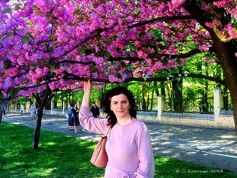 Наталі цвіте Сакура - Степан Карачко