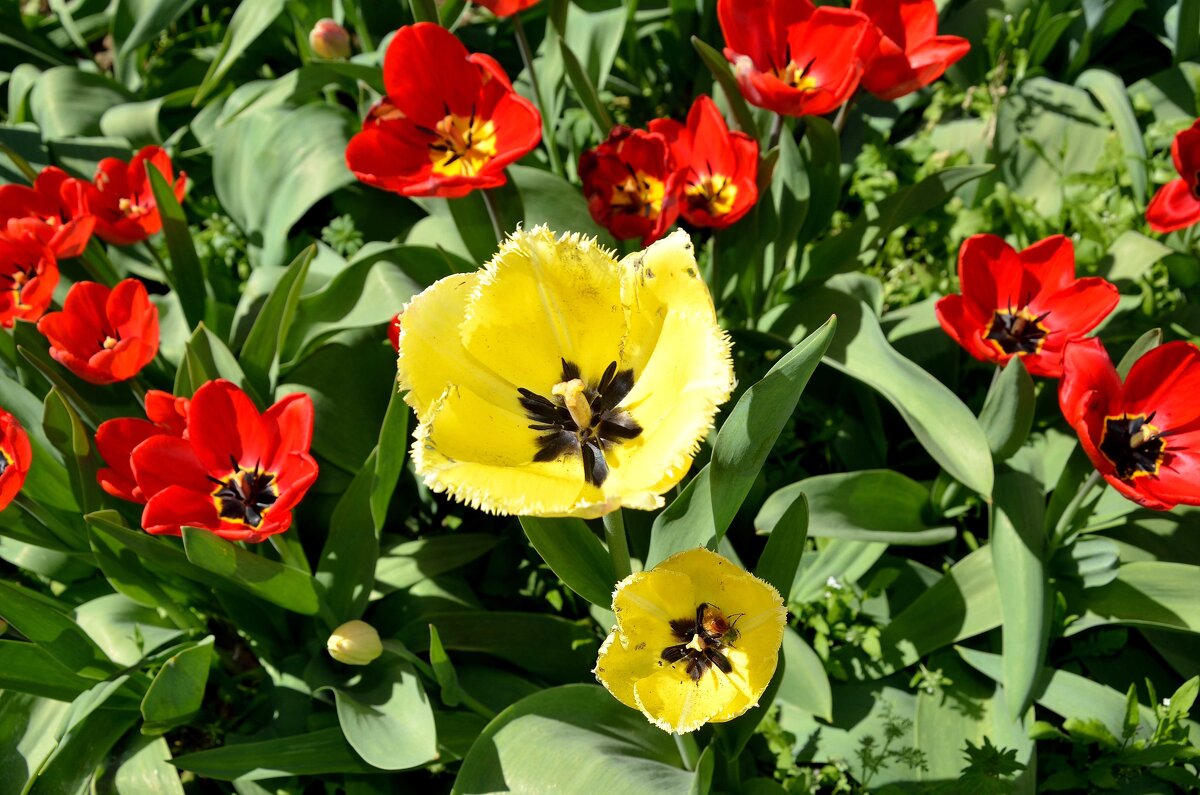 Спрятались среди красных... - Александр Стариков