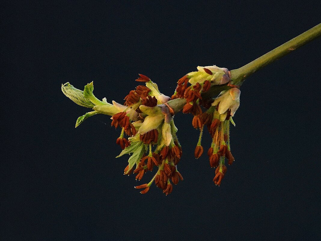 Весна - Леонид leo Весна - Леонид leo