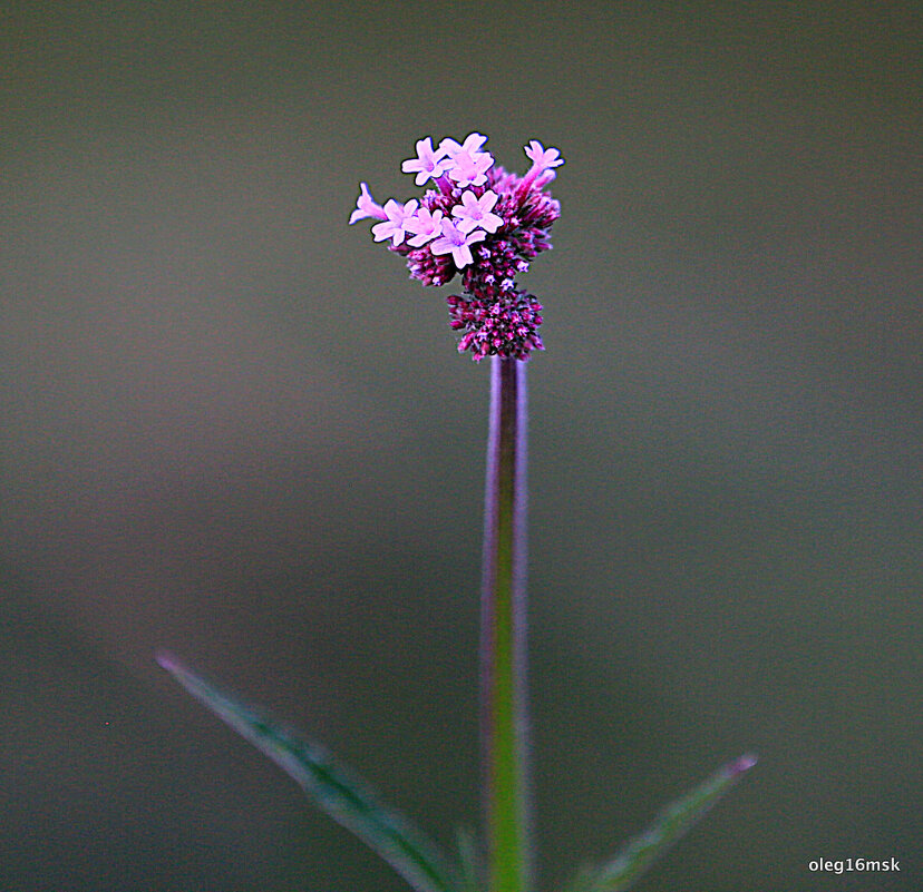 они на радость нам даны - Олег Лукьянов они на радость нам даны - Олег Лукьянов