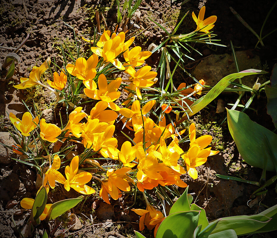 Солнечный апрель - Светлана 