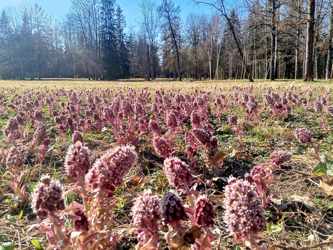 Весна - Сапсан 