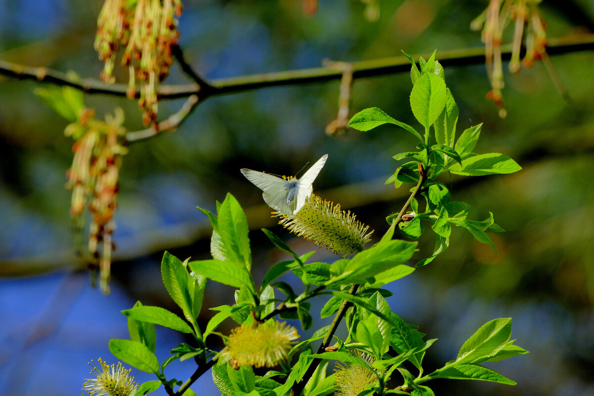 из снятого сегодня 8 - Александр Прокудин из снятого сегодня 8 - Александр Прокудин