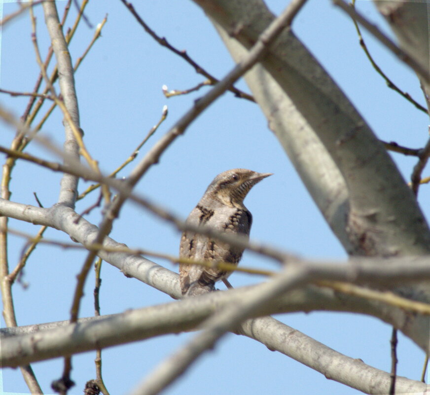 Вертишейка - Сергей Владимирович Егоров