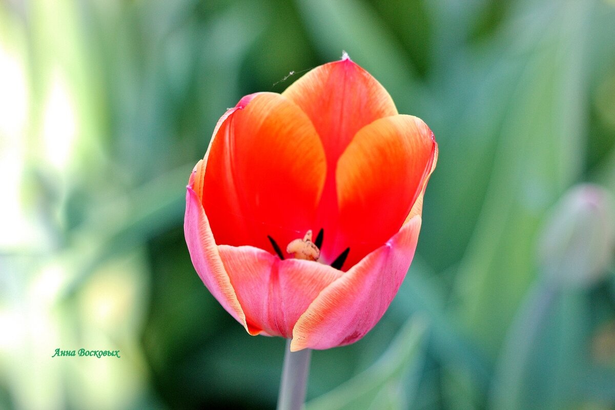 В моём саду расцвёл первый тюльпан! - Восковых Анна Васильевна В моём саду расцвёл первый тюльпан! - Восковых Анна Васильевна