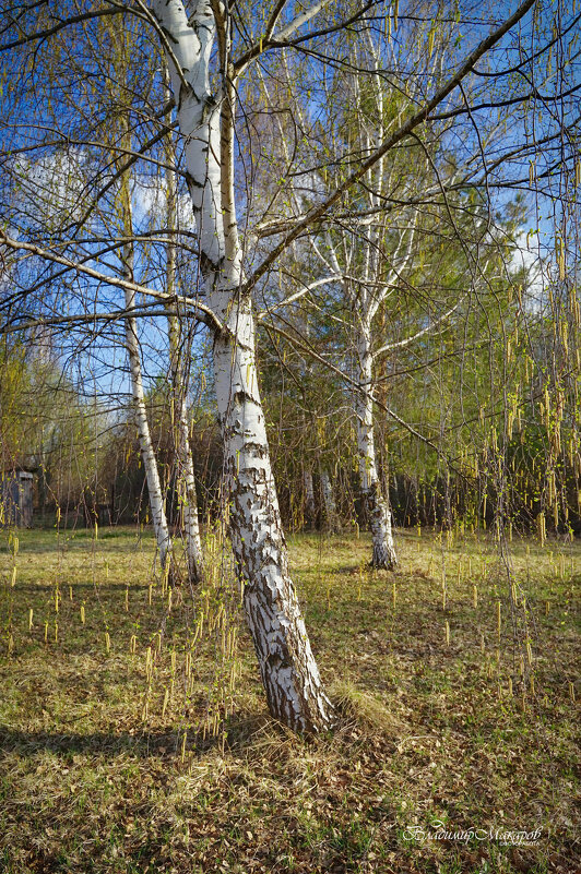 "Весенний дождик березовых сережек"© Со Светлой Пасхой, друзья ) - Владимир Макаров "Весенний дождик березовых сережек"© Со Светлой Пасхой, друзья ) - Владимир Макаров