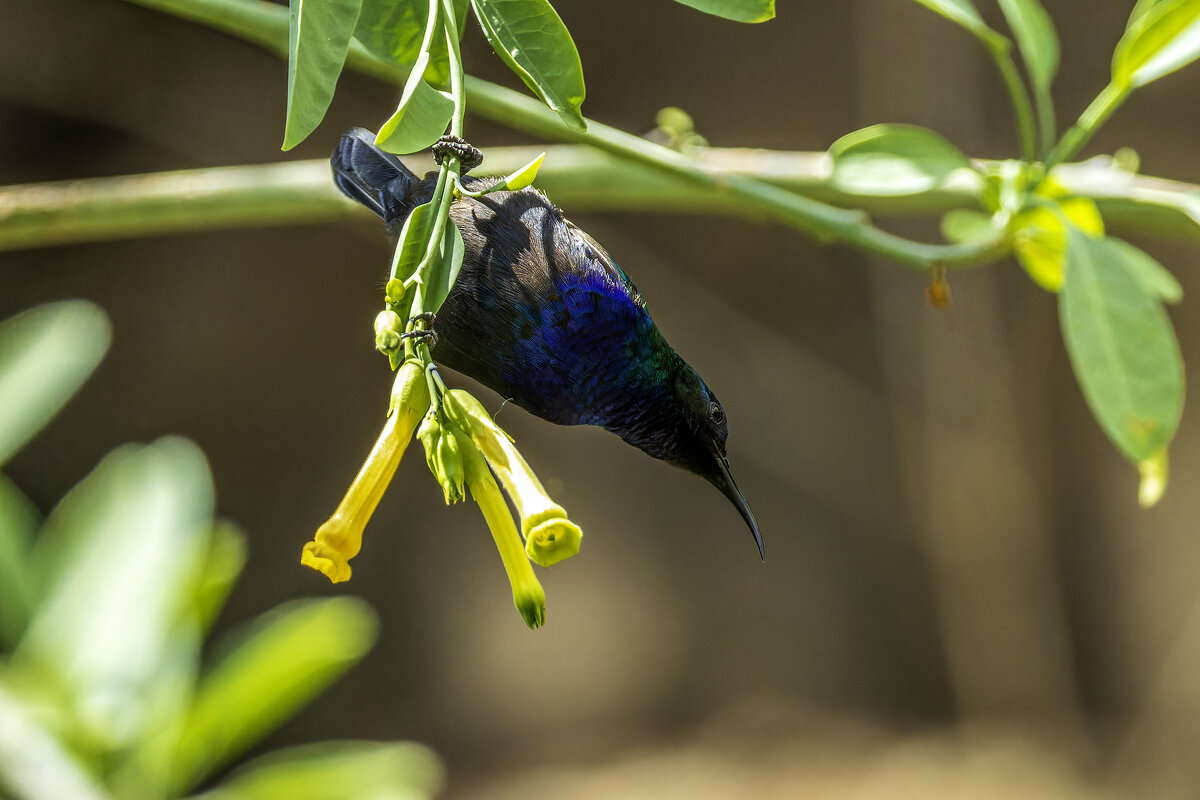 Палестинская нектарница. - Alexander Amromin