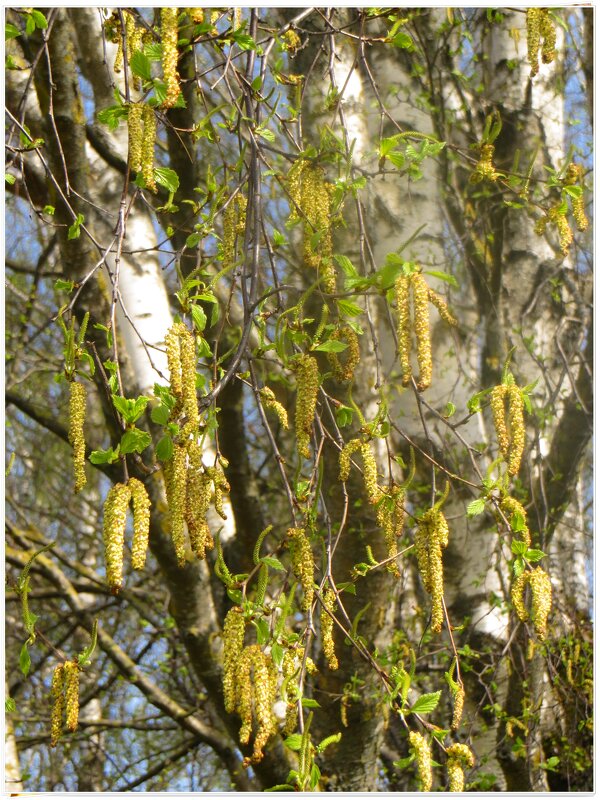 парк - марта Камушкина парк - марта Камушкина