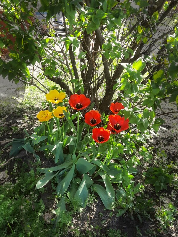 Апрельское цветение - Сеня Белгородский