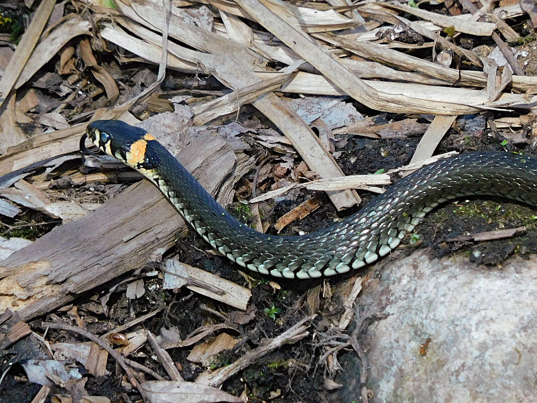 Уж - Лина Уж - Лина