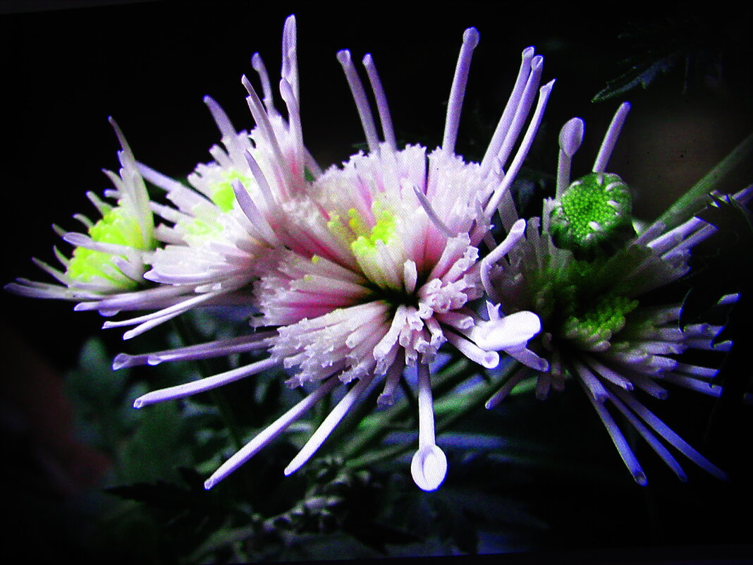 Красота на окошке - Людмила Смородинская Красота на окошке - Людмила Смородинская