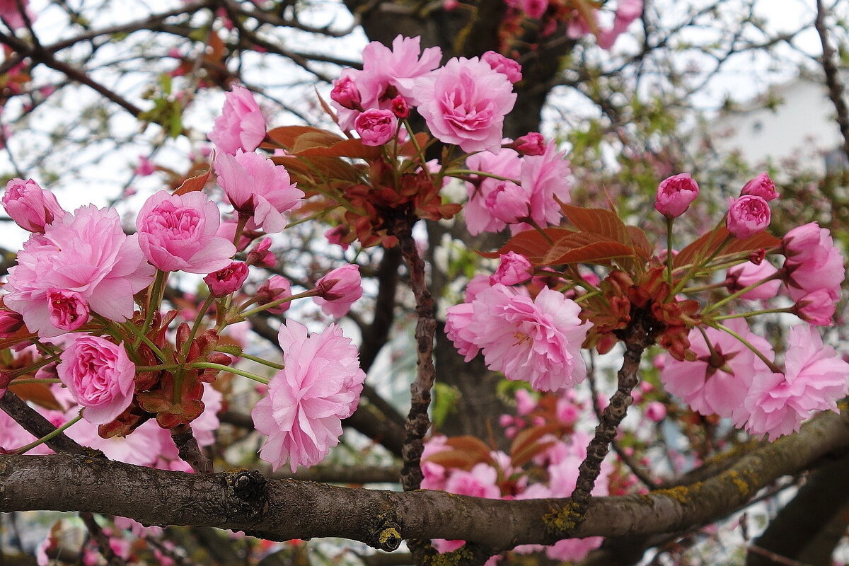 Зацвела сакура - Рита Симонова Зацвела сакура - Рита Симонова