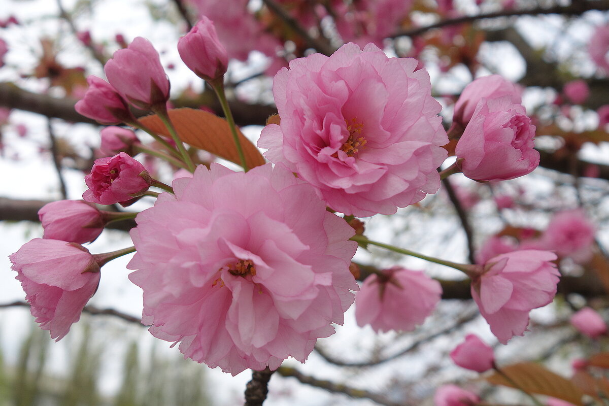 Зацвела сакура - Рита Симонова