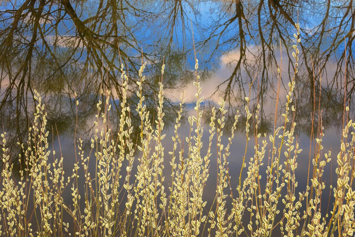 Верба... - Влад Никишин
