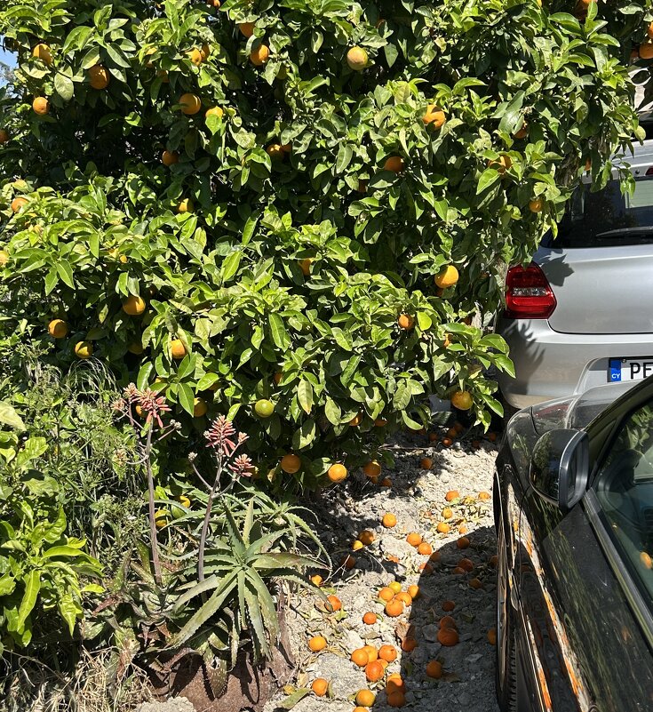 Эх, лимончики! - Oleg4618 Шутченко