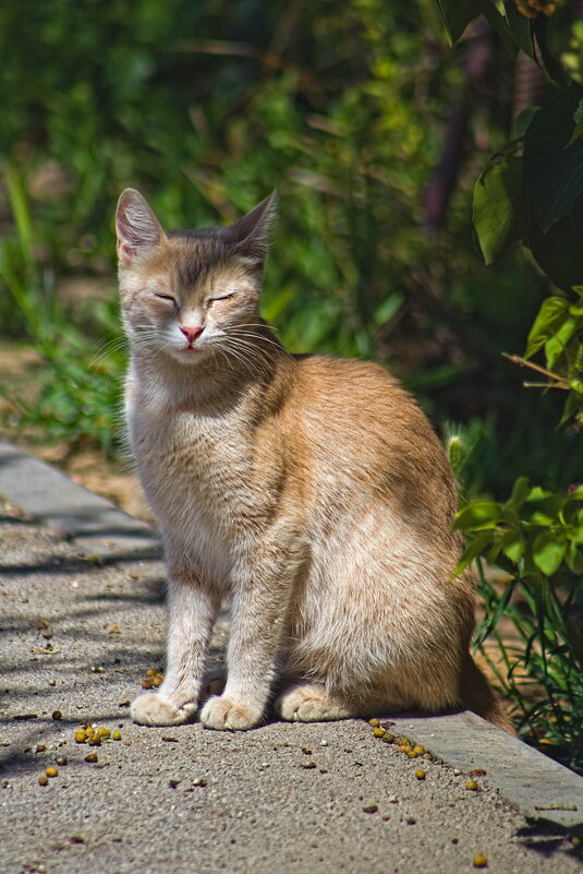 Симпатико. - Giant Tao / Симпатико. - Giant Tao /