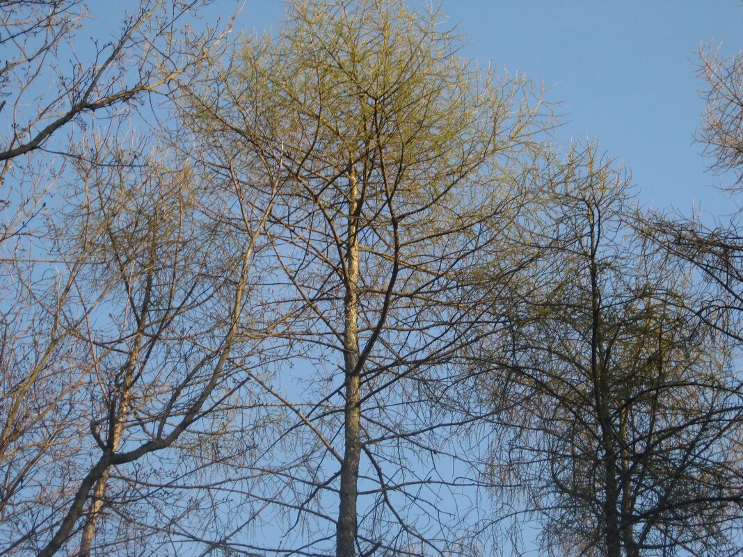 Весна пришла - Дмитрий Никитин