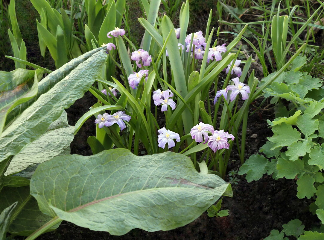 Цветочки, апрель 20 - ZNatasha -