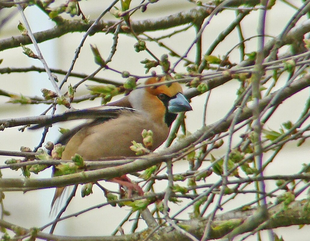 дубонос - gawrilа - dan