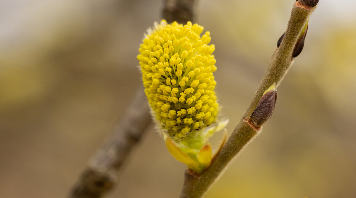 Blooming Willow | 2 - Sergey Sonvar