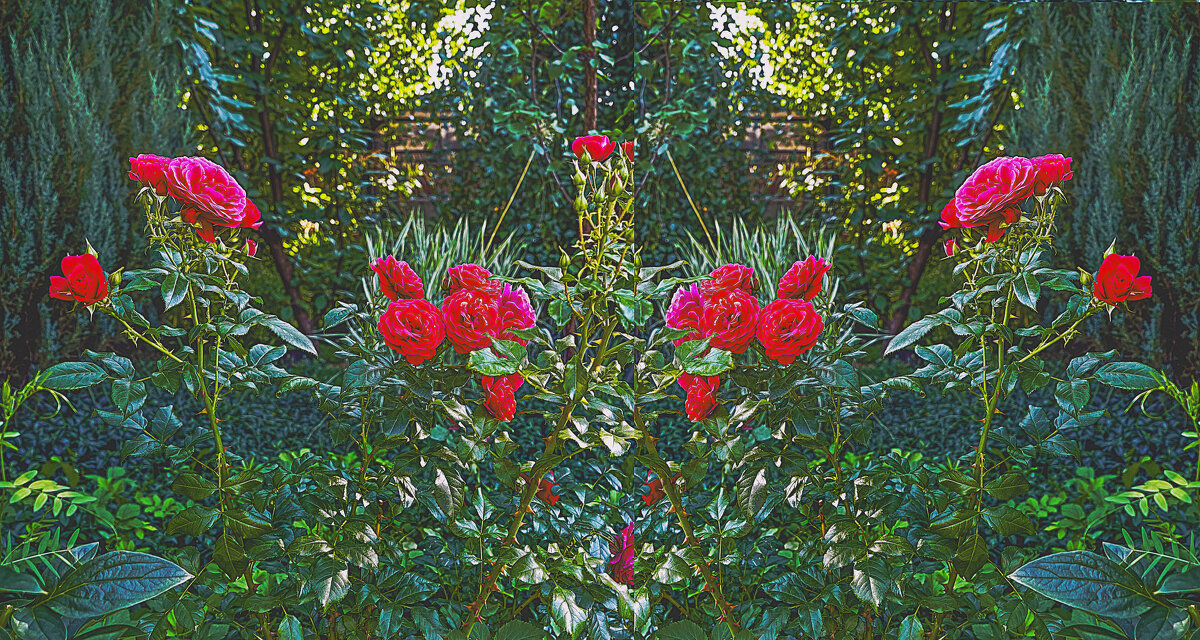 Фотозарисовка цветущего уголка - Владимир Кроливец Фотозарисовка цветущего уголка - Владимир Кроливец