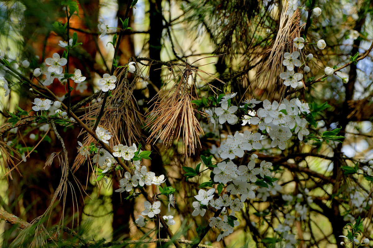 природа 19 апреля 1 - Александр Прокудин природа 19 апреля 1 - Александр Прокудин