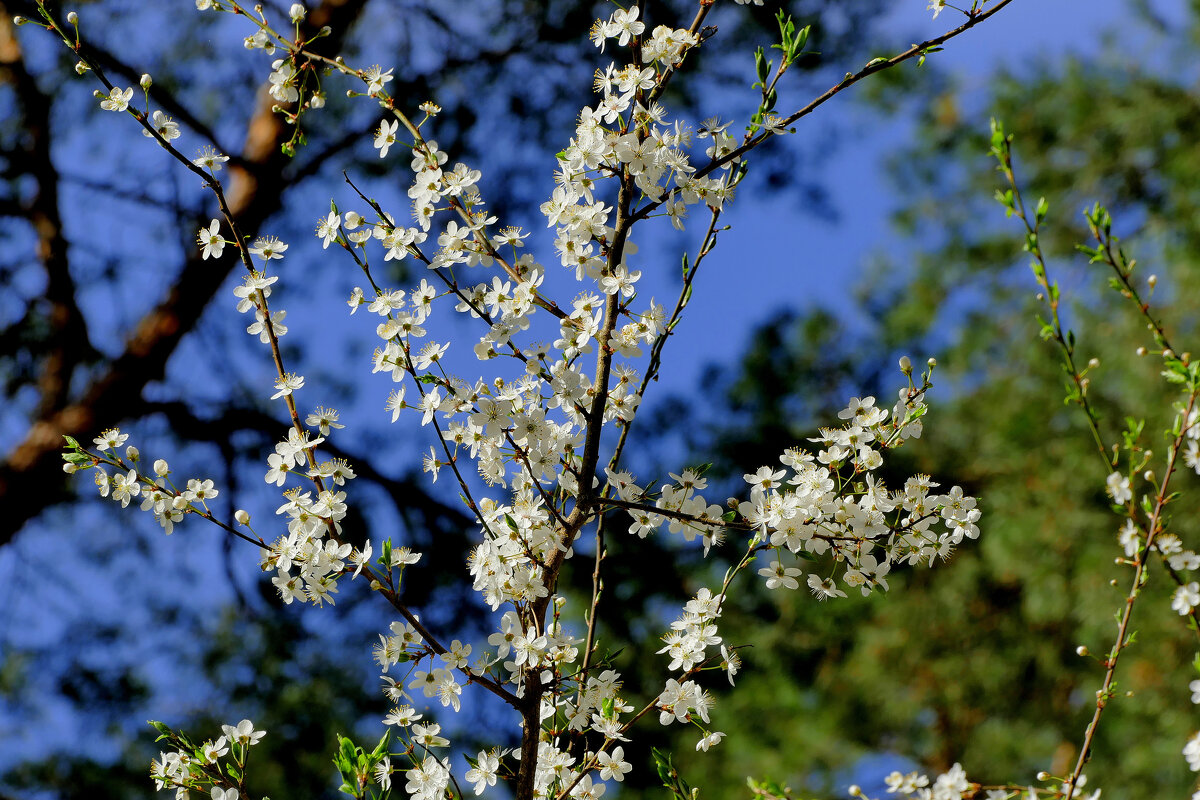 природа 19 апреля 2 - Александр Прокудин природа 19 апреля 2 - Александр Прокудин
