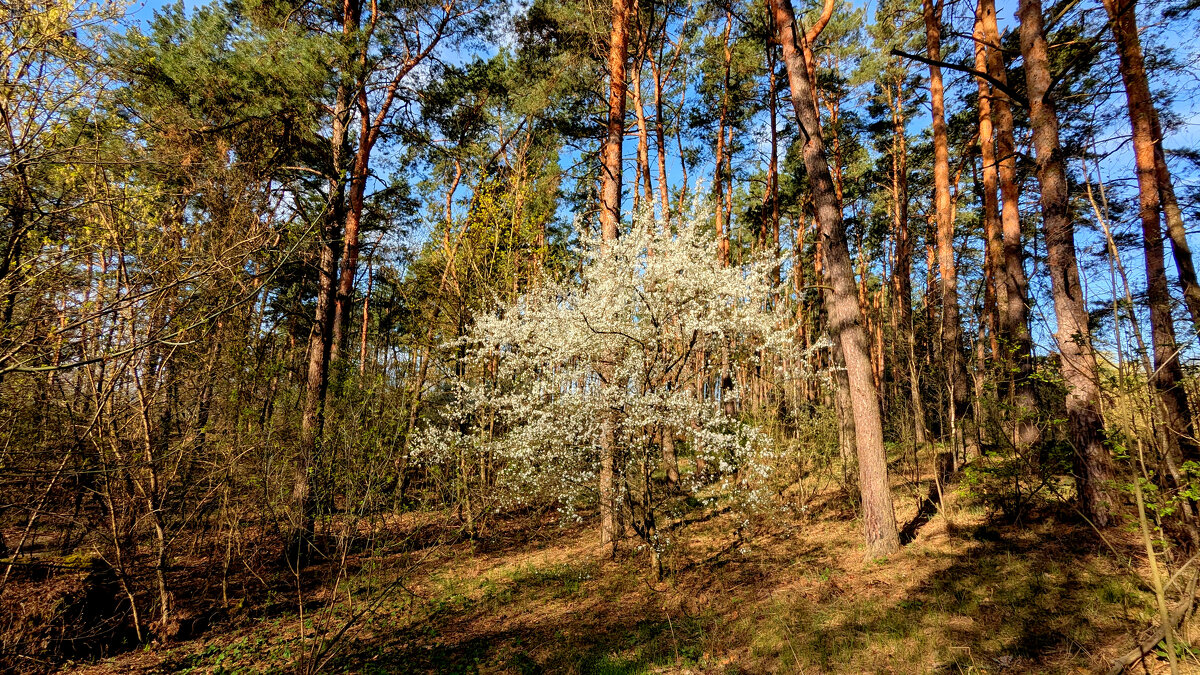 природа 19 апреля 5 - Александр Прокудин природа 19 апреля 5 - Александр Прокудин