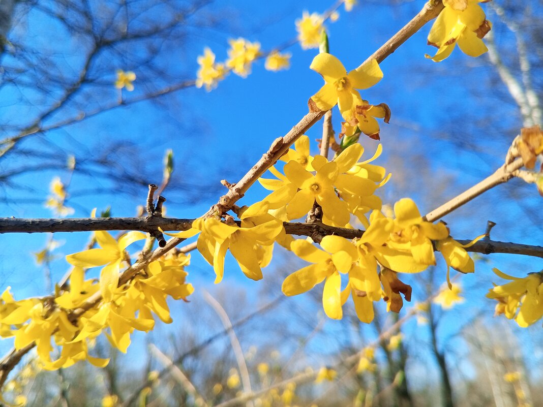 Форзиция - Сапсан 