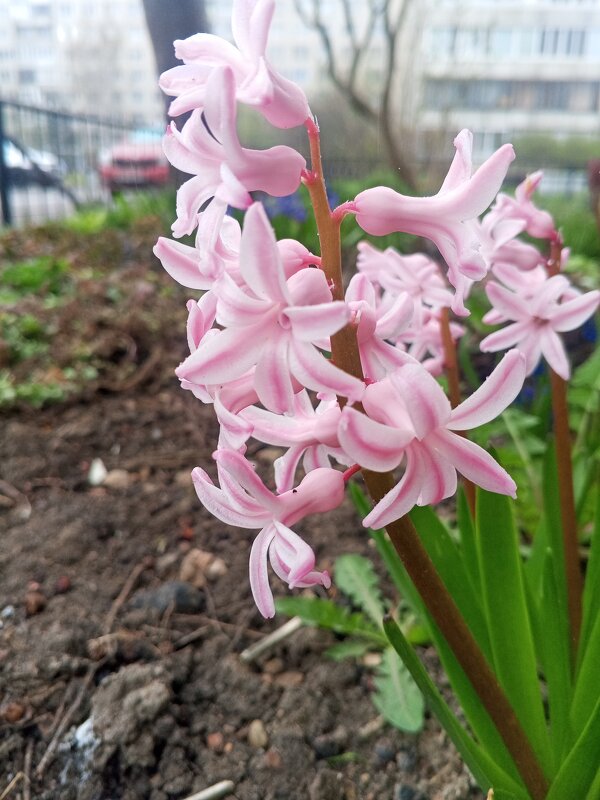 Гиацинт - Сапсан 