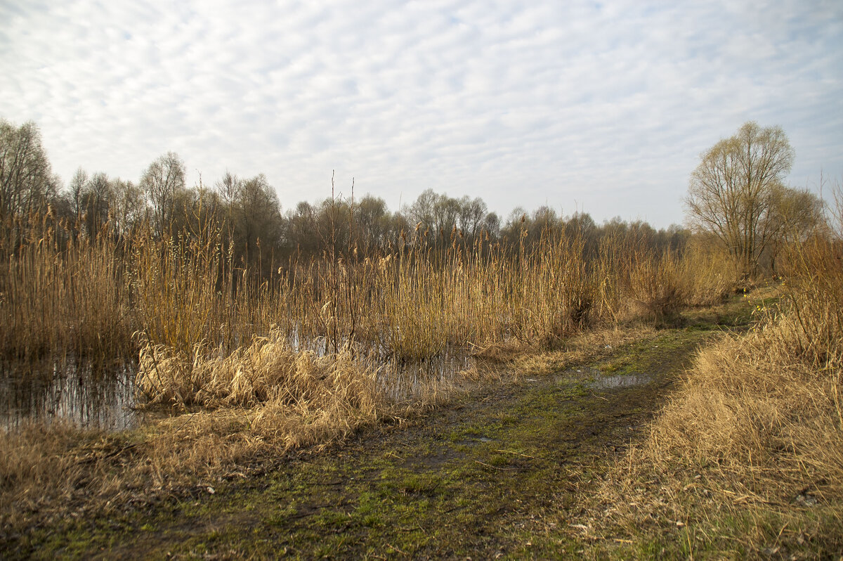 Заросли камыша - Елена Пономарева
