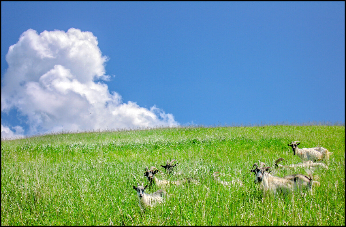 Смотрите, кто пришел! - **** vedin Смотрите, кто пришел! - **** vedin