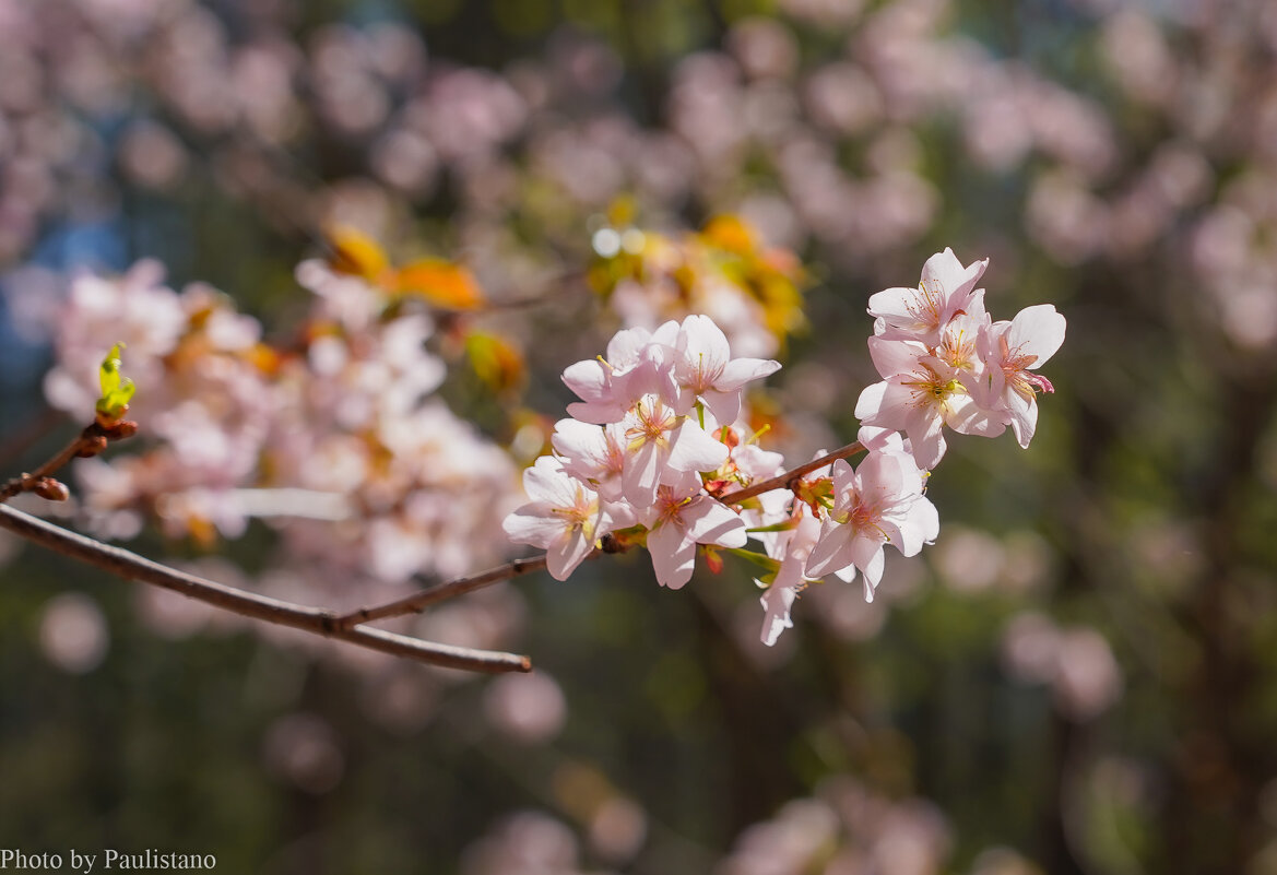 Цветущий апрель... - Владимир Жданов